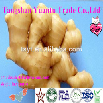 fresh ginger importers from dubai